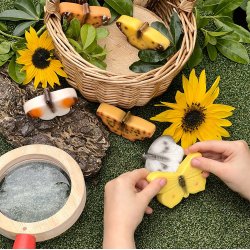 Sansesteiner sommerfugl