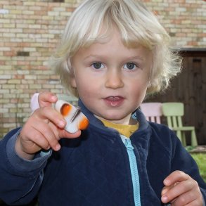 Sansesteiner sommerfugl