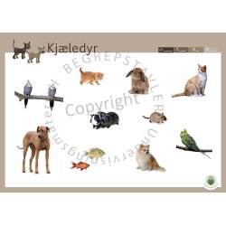 Begrepstavler - Dyr, 5 stk.