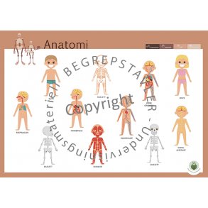 Begrepstavler - kropp og helse, 5 stk. 