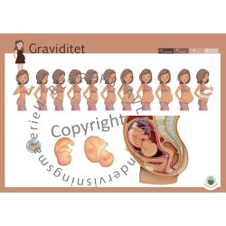 Begrepstavler - kropp og helse, 5 stk. 