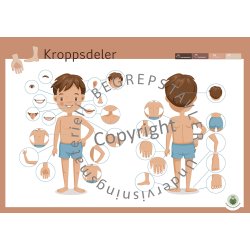 Begrepstavler - kropp og helse, 5 stk. 