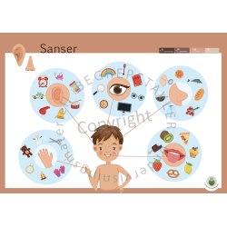 Begrepstavler - kropp og helse, 5 stk. 