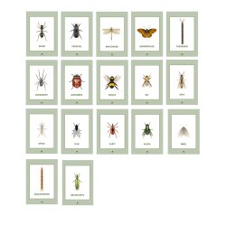 Samtalekort - Insekter