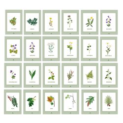 Samtalekort - Blomster, planter og trr